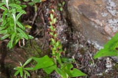 Platanthera brevicalcarata