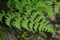 Athyrium atkinsonii