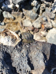 Sypharochiton pelliserpentis