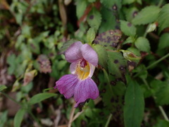 Impatiens uniflora
