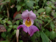 Impatiens uniflora