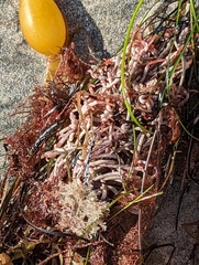 Jellyella tuberculata