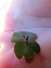 Atrusca clavuloides
