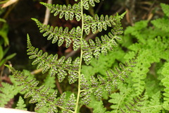 Athyrium atkinsonii