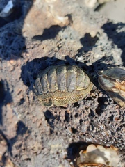 Sypharochiton pelliserpentis