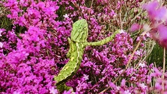 Chamaeleo chamaeleon chamaeleon