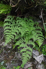 Athyrium atkinsonii