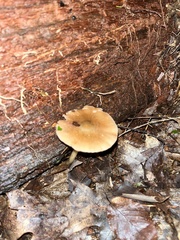 Basidiomycota