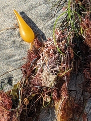 Jellyella tuberculata