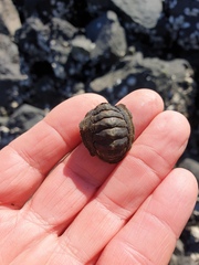 Sypharochiton pelliserpentis