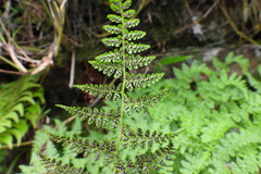 Athyrium atkinsonii
