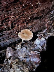 Basidiomycota