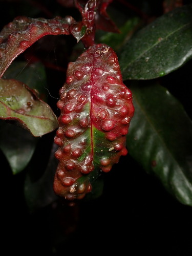 Syzygium Leaf Psyllid photo 3