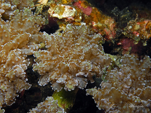 Euphyllia yaeyamaensis