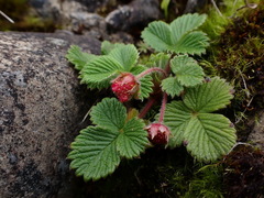 Fragaria hayatae