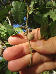 Burnettweldia washingtonensis