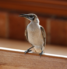 Philemon citreogularis