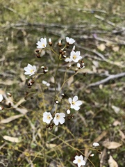 Drosera gigantea