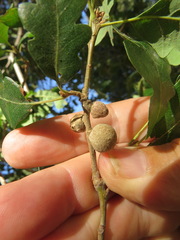Burnettweldia washingtonensis