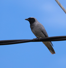 Coracina novaehollandiae