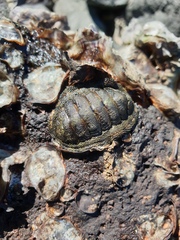 Sypharochiton pelliserpentis
