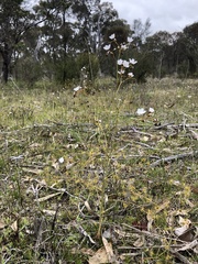 Drosera gigantea