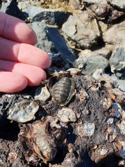 Sypharochiton pelliserpentis