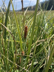 Carex utriculata