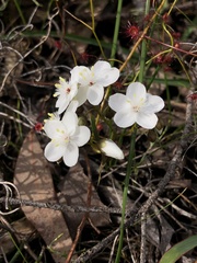 Drosera pallida