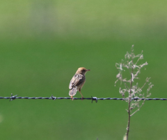 Cisticola exilis
