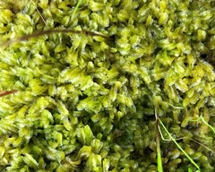 Lophocolea semiteres