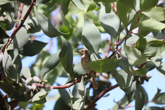 Lichmera indistincta