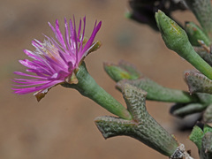 Ruschia vanderbergiae