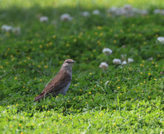 Cincloramphus mathewsi