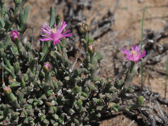 Ruschia vanderbergiae