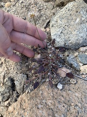 Eriogonum nudum