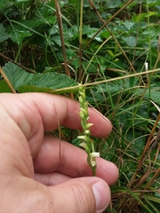Spiranthes casei