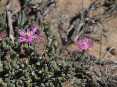 Ruschia vanderbergiae