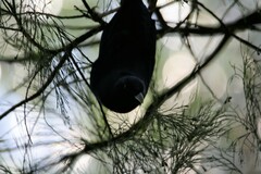 Ptilonorhynchus violaceus