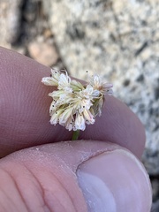 Eriogonum nudum