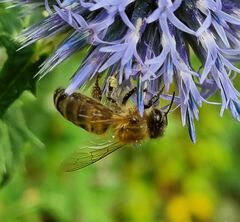 Apis mellifera