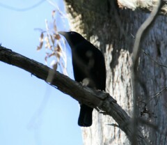 Ptilonorhynchus violaceus