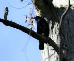 Ptilonorhynchus violaceus