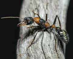 Myrmecia nigrocincta