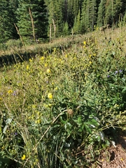 Potentilla pulcherrima