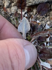 Eriogonum nudum