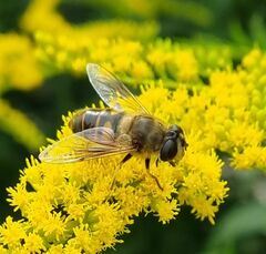 Eristalis tenax