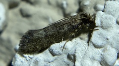 Acrolophinae