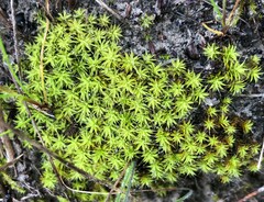 Pseudocrossidium crinitum