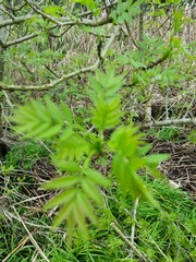 Fraxinus angustifolia